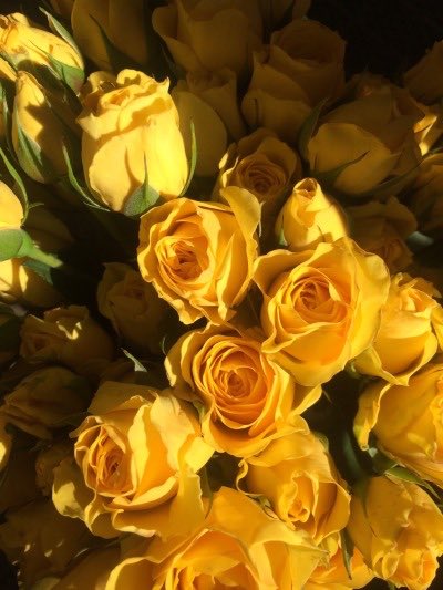 ebar_1's tweet photo. جمال الورد الأصفر يبهج القلب 💛💛💛💛 https://t.co/rJRinepMD1