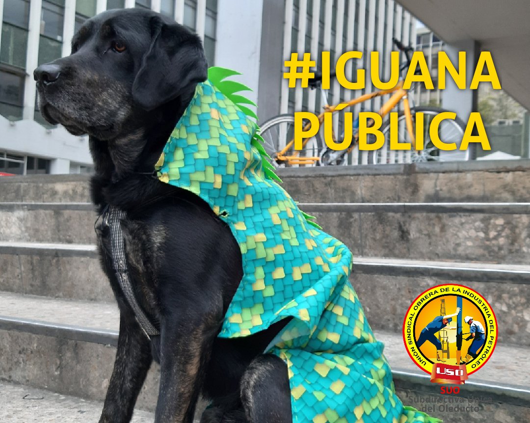 USO-OLEODUCTOS tweet media