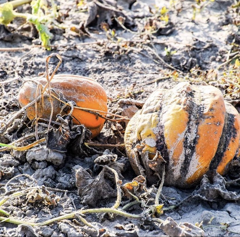FAOAmericas's tweet photo. 🎃¿Sabes qué da miedo? 👻

En América Latina y el Caribe se pierde el 11,6% de los alimentos. Esto equivale a 220 millones de toneladas de alimentos al año

Contribuye a lograr un #DesperdicioCero  

#Halloween2020 https://t.co/9mstR2wGpF