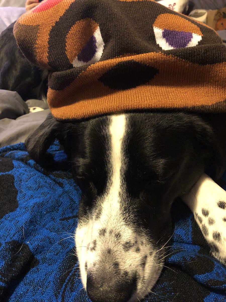 BoardgameDog's tweet photo. Happy #Halloween!

Trick or treating with @Boardgame_girl1 was exhausting but I think I pulled off the Tom Nook costume well!

Time for a nap. Stay away from the scary chocolate, fellow puppers!

#Halloween2020 #HalloweenAtHome https://t.co/kSKOInaKhw