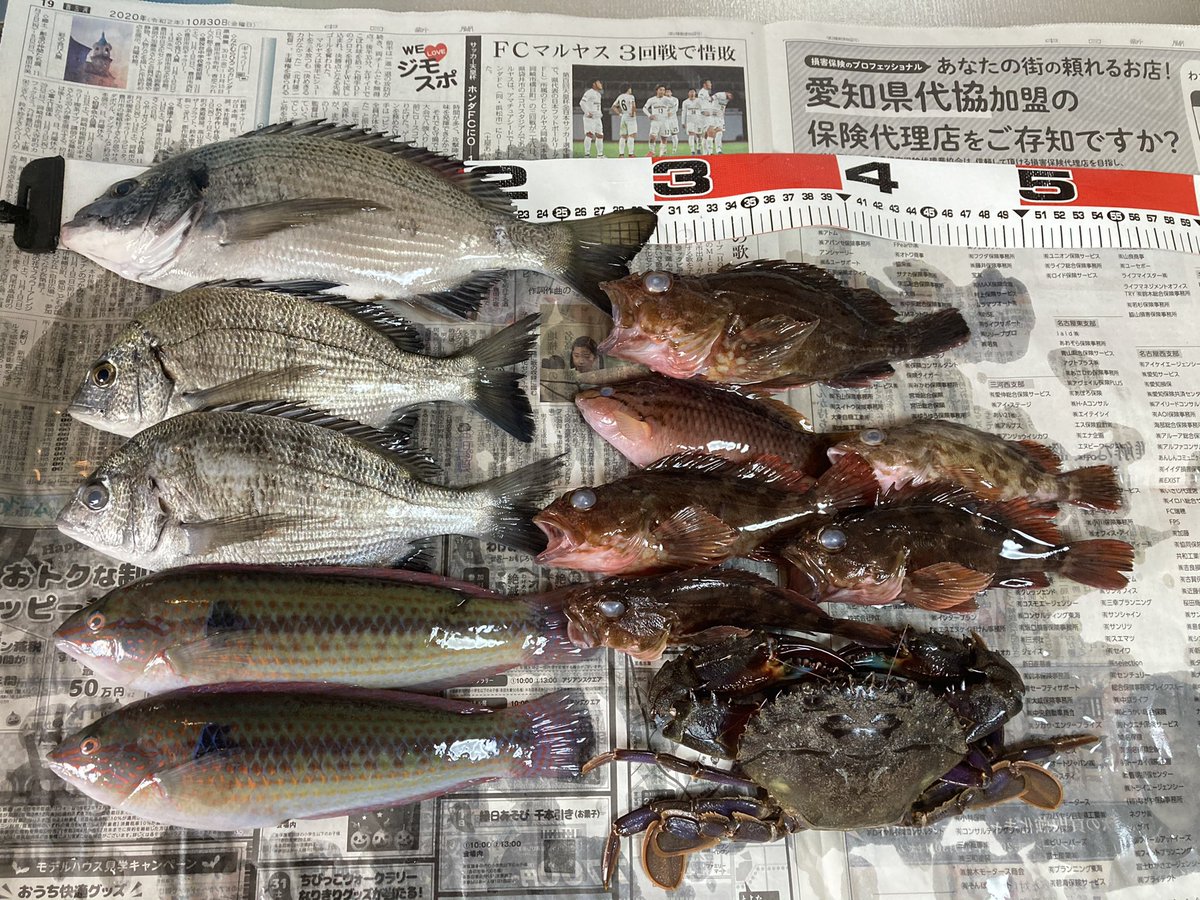 Bara 赤羽根から伊良湖 へ 周りのルアーマン達はでかいシーバスや青物を釣っていました 羨ましい 波が穏やかすぎてフグの活性が高い 国民休暇村の方まで来てやっと黒鯛が釣れました 水温19度 大潮 ブルームーン 今年は水温が高いのか赤羽根が不調 Bara 赤羽根から伊良湖 へ 周りのルアーマン達はでかいシーバスや青物を釣っていました 羨ましい 波が穏やかすぎてフグの活性が高い 国民休暇村の方まで来てやっと黒鯛が釣れました 水温19度 大潮 ブルームーン 今年は水温が高いのか赤羽根が不調