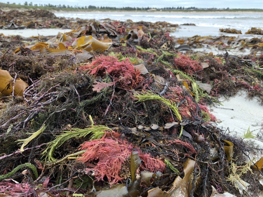 Bundogs's tweet photo. Morning dip and the kelp is back!!!! At least it’s interesting to look at 😉#getinandgetwet #freeexfoliation #spotthesand #springswimming https://t.co/zj2VVZUH9o