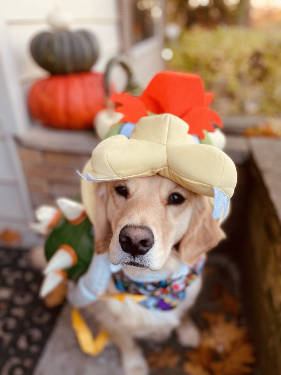 thetruebowser's tweet photo. Have a fun and safe Halloween! https://t.co/UKj8v3JgVs