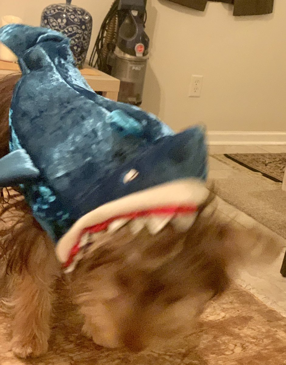 SalvadorsMagic's tweet photo. Happy #Halloween - #ChocolateYorkie 🐶#MagicSalvador attacked by #Jaws. Thank you to my aunties at @furnishjax for the amazing #costume #Yorkie #Yorkies #Puppies #yorkiesoftwitter https://t.co/3AIlUvj3Ye