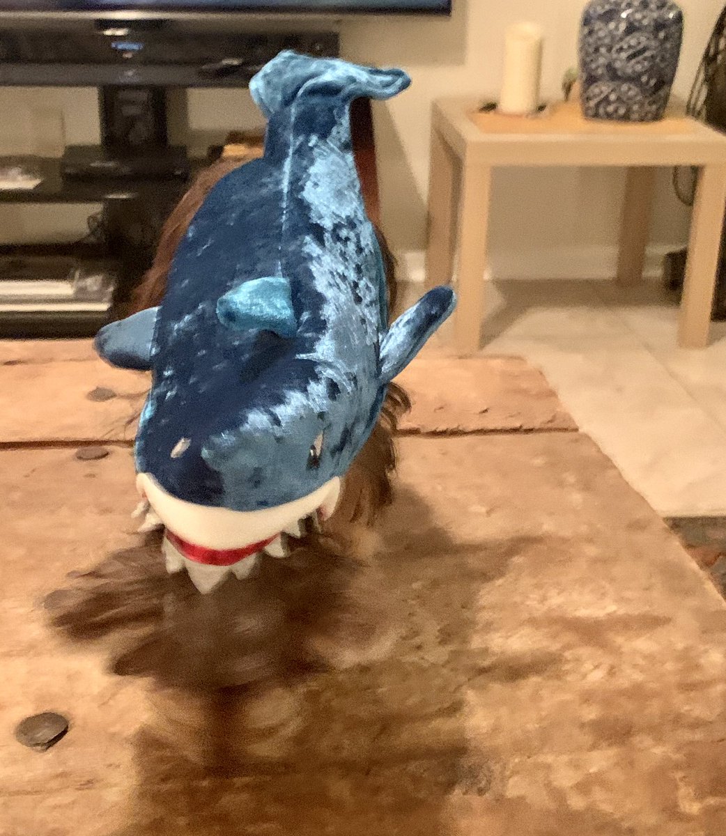 SalvadorsMagic's tweet photo. Happy #Halloween - #ChocolateYorkie 🐶#MagicSalvador attacked by #Jaws. Thank you to my aunties at @furnishjax for the amazing #costume #Yorkie #Yorkies #Puppies #yorkiesoftwitter https://t.co/3AIlUvj3Ye