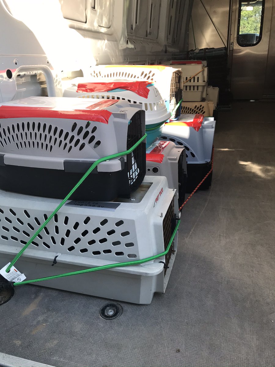 HoustonSPCA's tweet image. Welcome home! 🐱 We are happy to have some new friends from @laspca today ahead of #HurricaneZeta. Thank you for trusting is with the care and adoption of these little critters 💙🐾