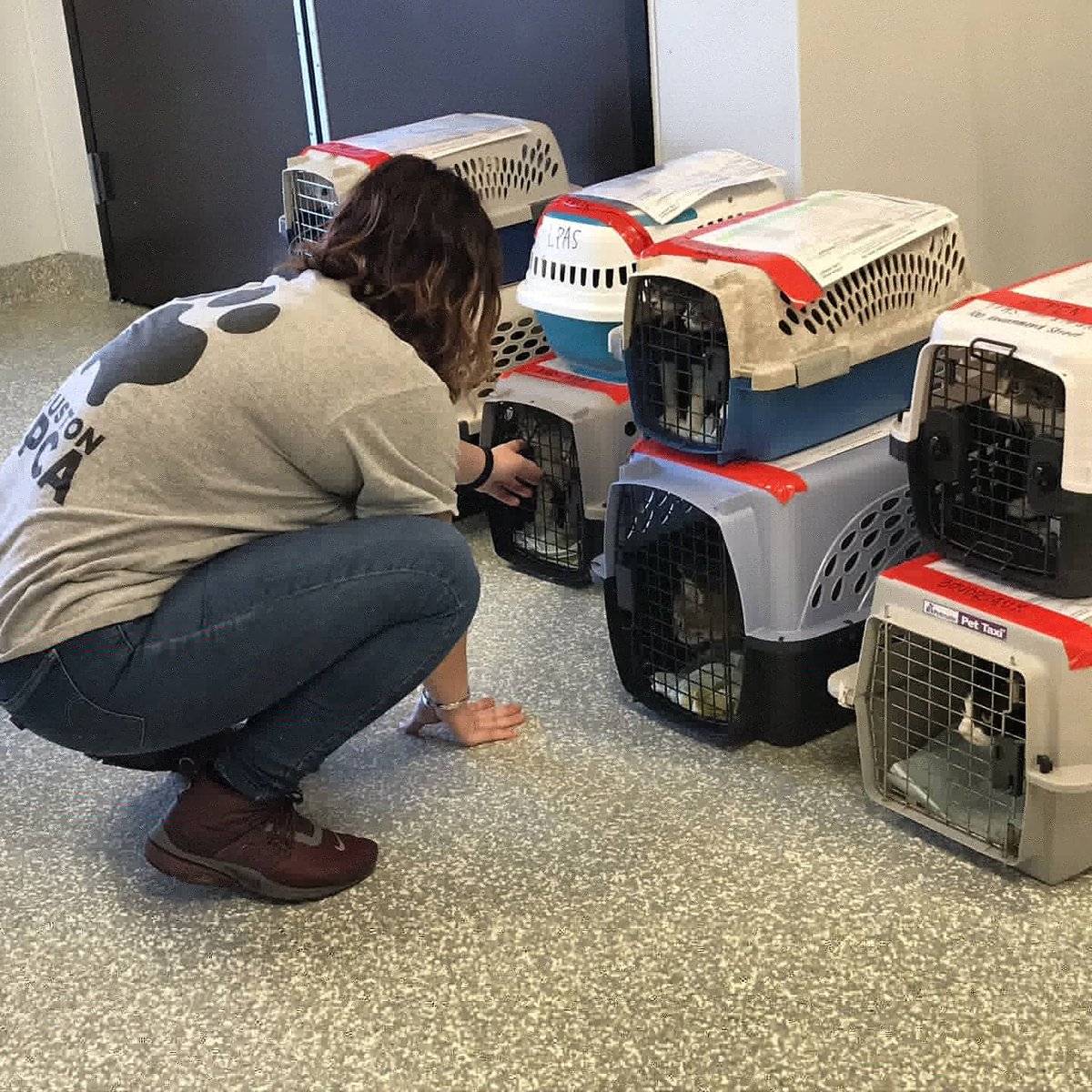 HoustonSPCA's tweet image. Welcome home! 🐱 We are happy to have some new friends from @laspca today ahead of #HurricaneZeta. Thank you for trusting is with the care and adoption of these little critters 💙🐾