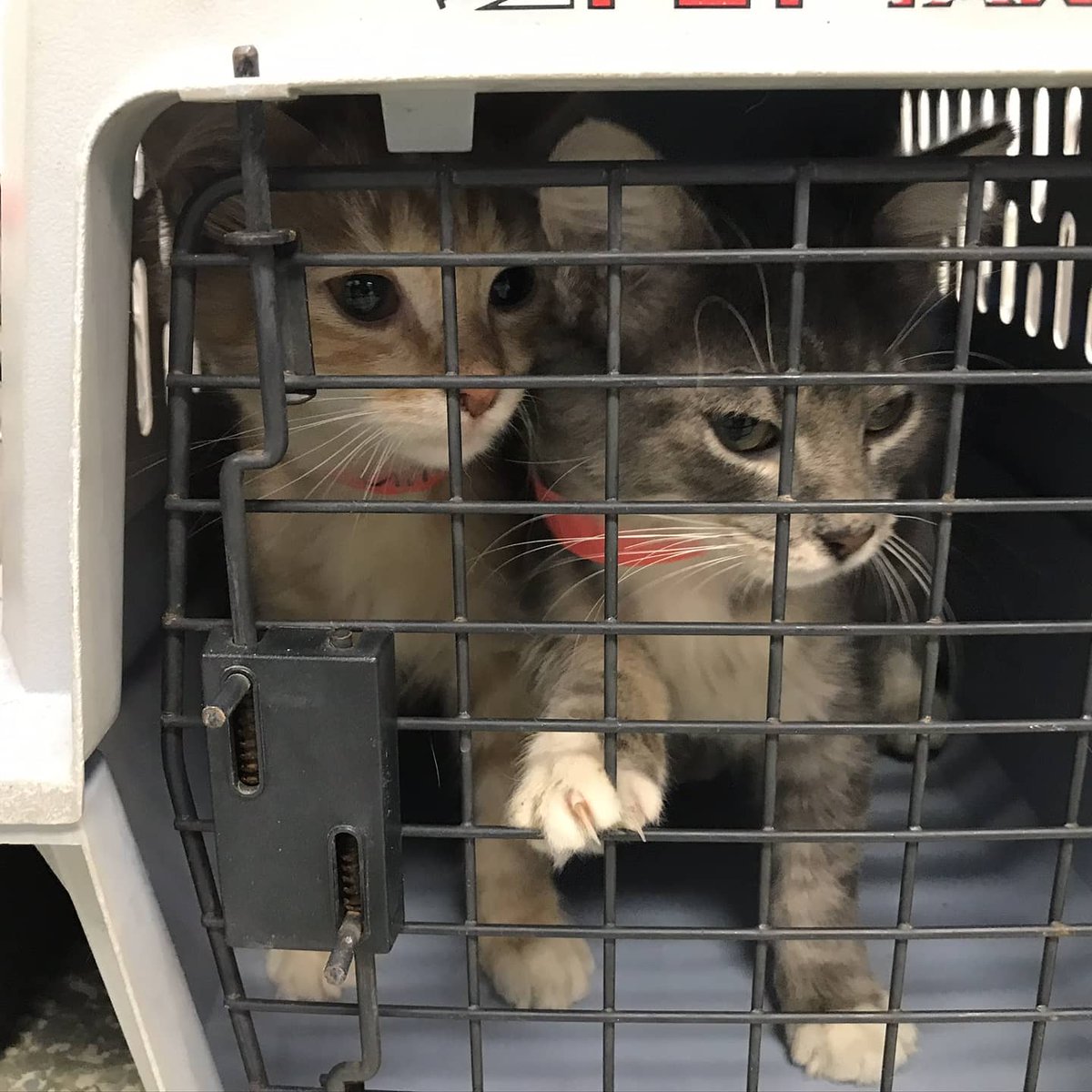 HoustonSPCA's tweet image. Welcome home! 🐱 We are happy to have some new friends from @laspca today ahead of #HurricaneZeta. Thank you for trusting is with the care and adoption of these little critters 💙🐾