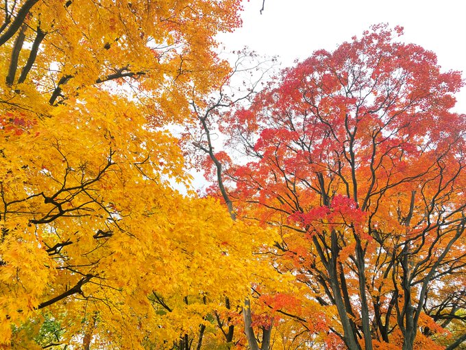 11月だね 