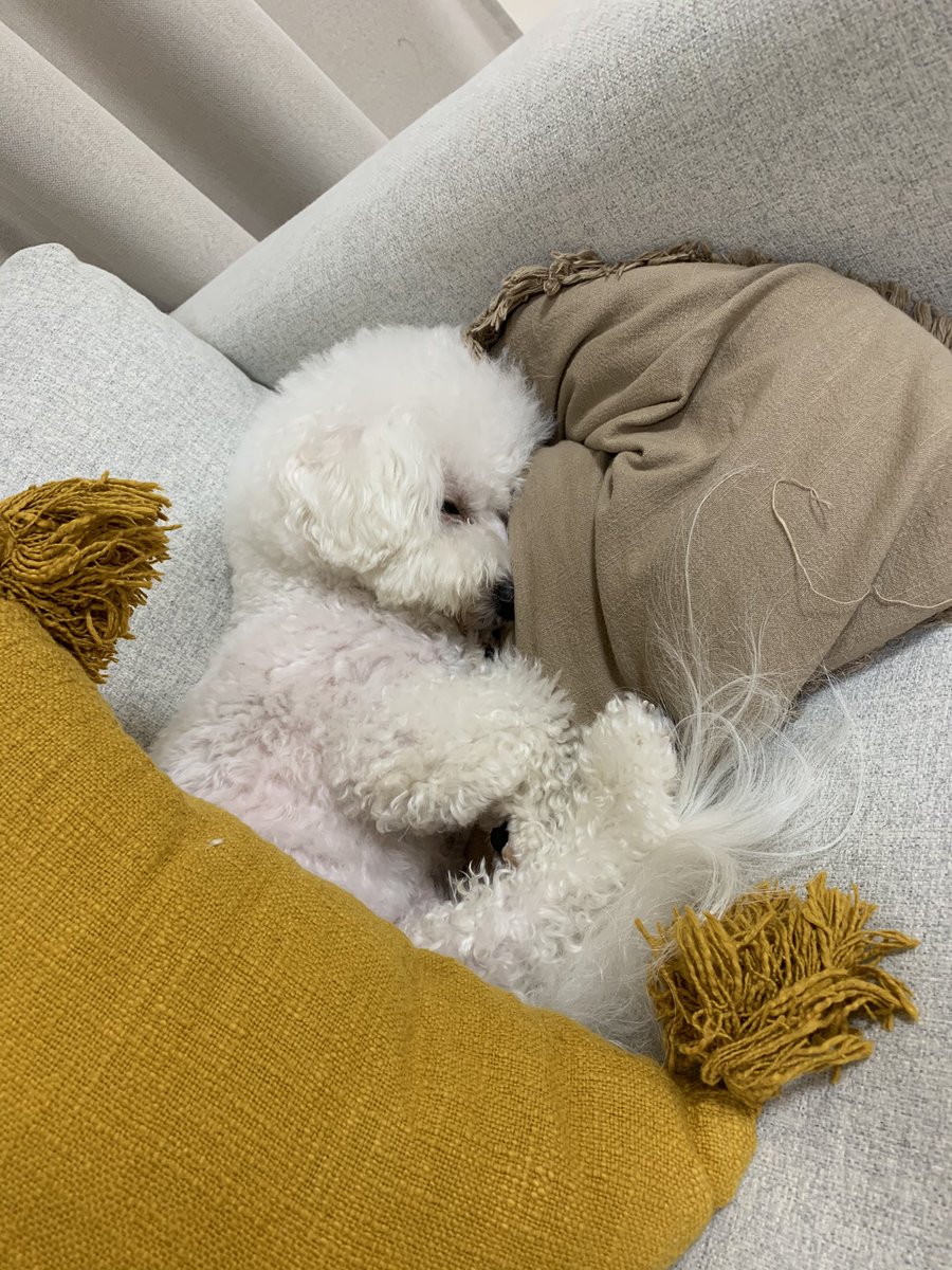 関根りさ A Twitter 飽きた犬パート2