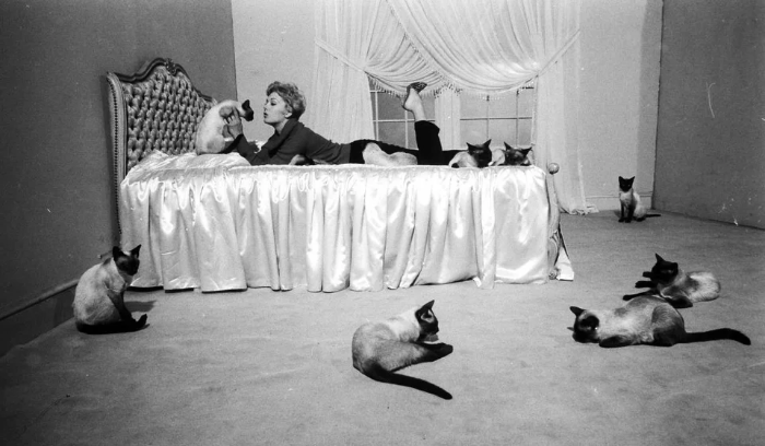 wendyOrourke's tweet image. Kim Novak with her “Bell, Book and Candle” Siamese cat co-stars c.1958 #Pyewacket
