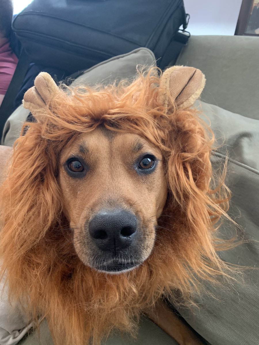 MrsFoster45's tweet photo. Meet our ferocious lion! Happy Halloween everyone!! 🎃🐕❤️ https://t.co/dVhJgBVrOJ