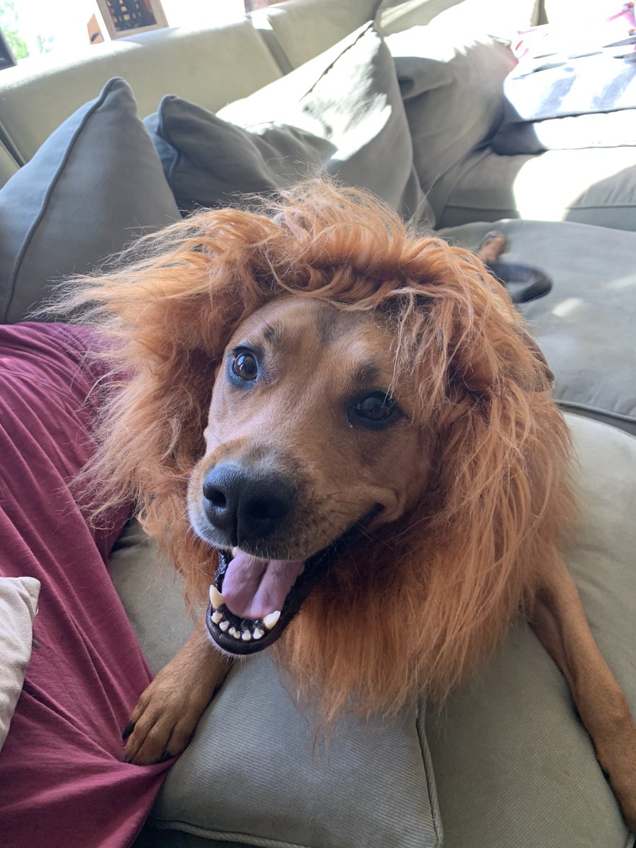 Meet our ferocious lion! Happy Halloween everyone!! 🎃🐕❤️
