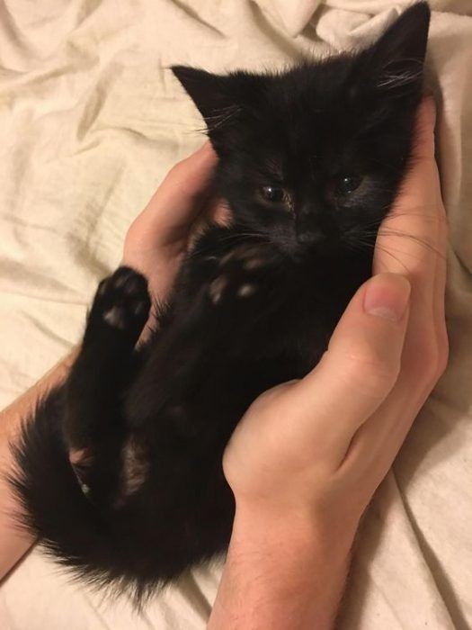 muchii_98's tweet photo. Por cierto les vengo a recordar que estas fechas no son bien recibidas para los gatos (En especial los negrxs) ya que lxs utilizan para brujería y lxs matan o torturan.

Si tienen gatxs les recomiendo que los mantengan dentro del hogar para que enfermxs nos les hagan daño. https://t.co/lirxcjzecC