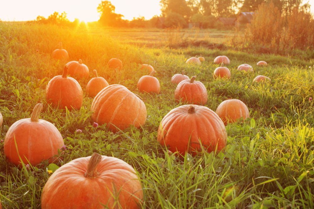 Happy Halloween from Hayden Outdoors! 
.
.
.
#lifeontheland #haydenoutdoors #realestate #halloween #happyhalloween #trickortreat