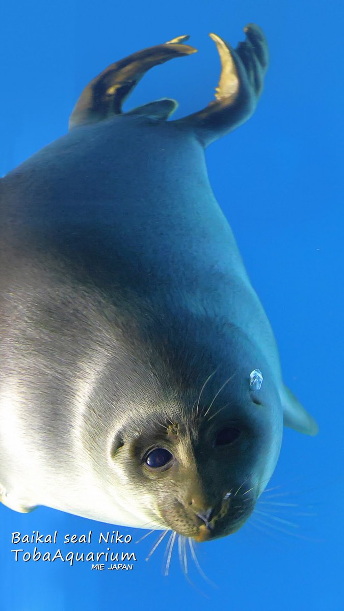 鳥羽水族館 Toba Aquarium バイカルアザラシ ニコくんです 鳥羽水族館のクレジット入りですが 壁紙にどうぞ 笑 鳥羽水族館 バイカルアザラシ ニコ