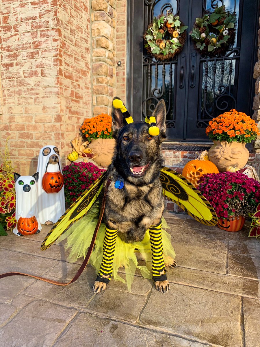 lizzymcavoy's tweet photo. Happy Halloween 🎃👻🕸 https://t.co/ZYFVnWq8Bv