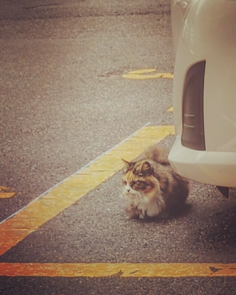 kikutaroid's tweet photo. わいずにゃん
#街歩き
#scene
#ねこ #ネコ #猫 #cat #ぬこ #めこ #ねこさん
#路傍 #roadside
#olympus #pen #penepl8 #epl8
#microfourthirds #m43
#zuiko #mzuikodigital #mzd1728 #singlefocuslens #aflens
#trimmed #retouched
#filtereffects https://t.co/GdmAe0a9a4 https://t.co/MNjWs4BkAm