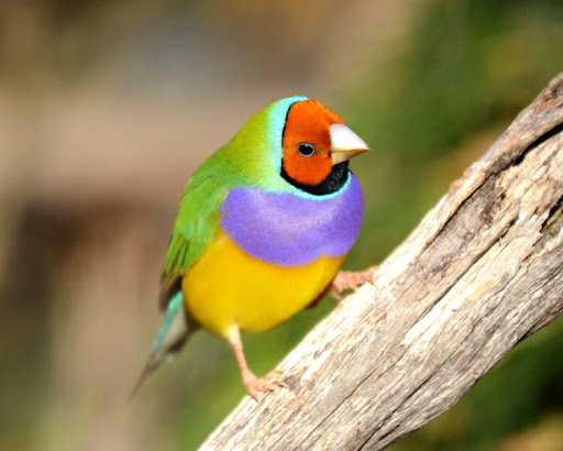 #2 gouldian finch, probably the most gorgeous bird on the planet. a tiny fuckin' rainbow baby. LOOK AT THEM. native to aussie, i feel it's a disservice people only know aussie birds in terms of kookaburra & ibis etc. 50/10