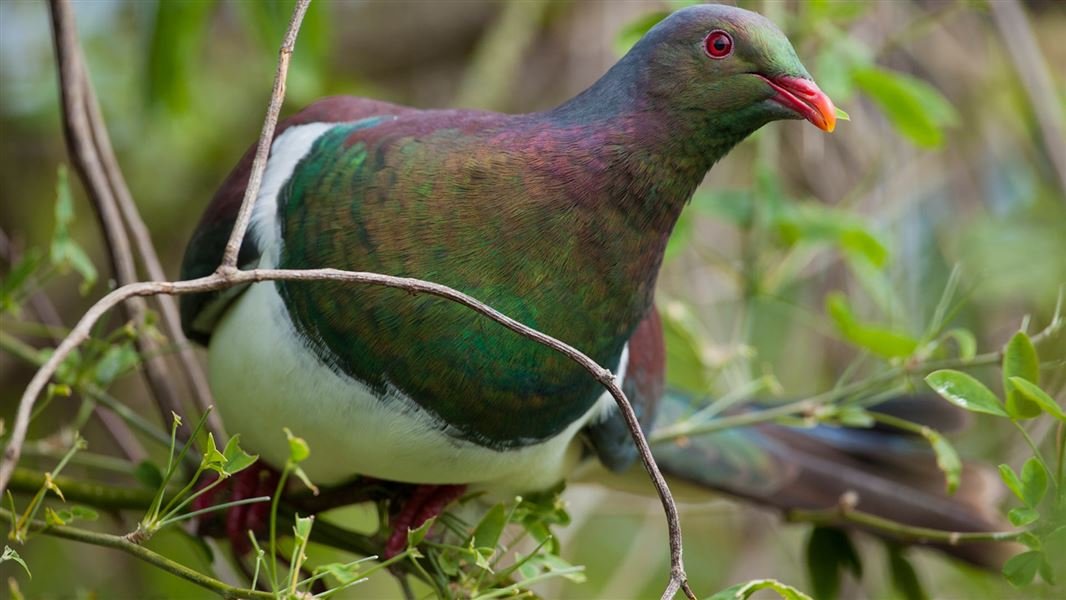 hey it's sunday and i'm going to do a list of my favourite ANZ birds for no other reason than fuck YEAH BIRDS ARE GREAT #1 the kererū, new zealand's thiccest boi, the bird my suburb needs signs up for motorists bc they get hammered on fermented berries. former BOTY. round/10