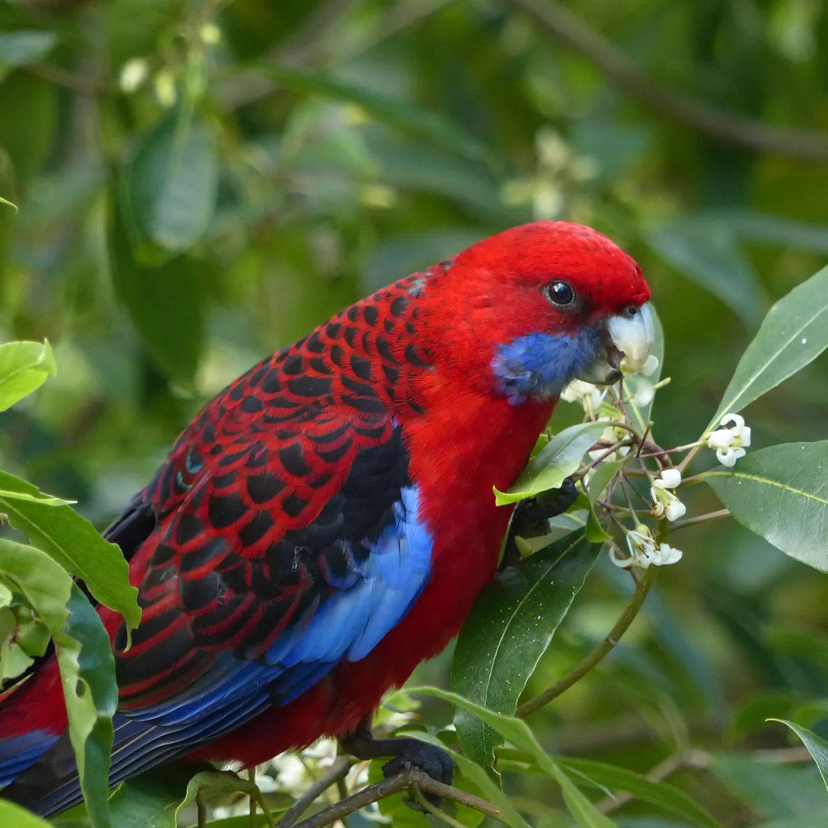 #4 crimson rosellas, native to aussie and introduced to nz. a perfect palate-cleanser after you've been greened out by the previous bird. 'a noisy species'. same, rosella, same. being shushed in a library/10