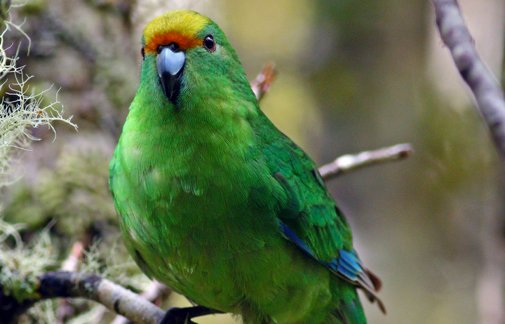 #3 kākāriki karaka, specifically the orange-fronted parakeet. native to nz. kākāriki means green/to be green so that's great because this birb is heckin green as all hell. green/10