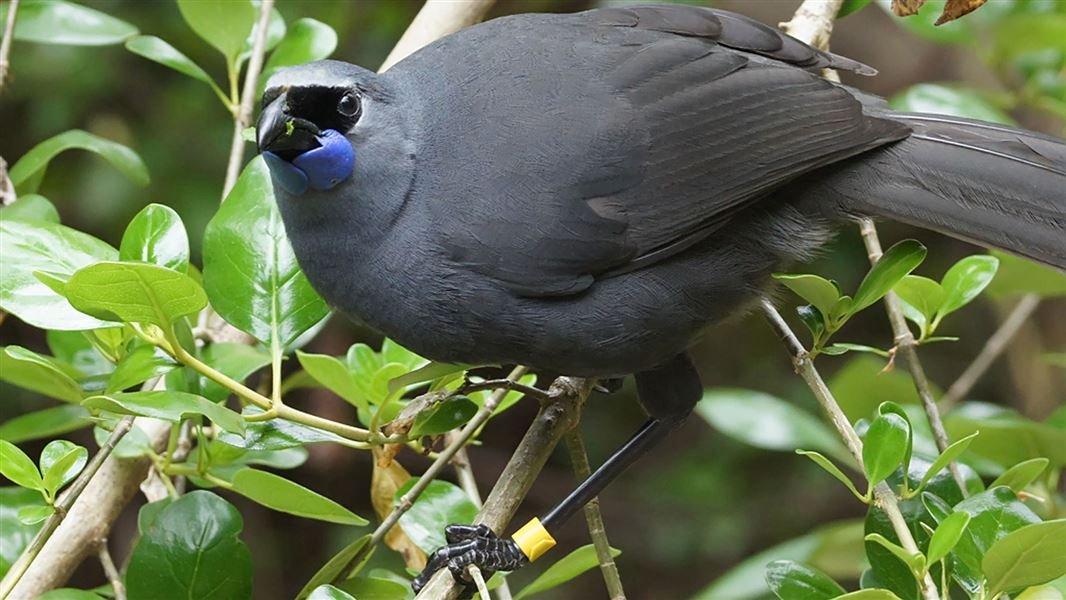 #5 kōkako, native to nz. the roundest, unhappiest-looking bird you'll probably ever see. never left their goth stage. has dope wattles (blue waggly bits). once threatened, currently threatened but recovering. also, same. gerard way/10