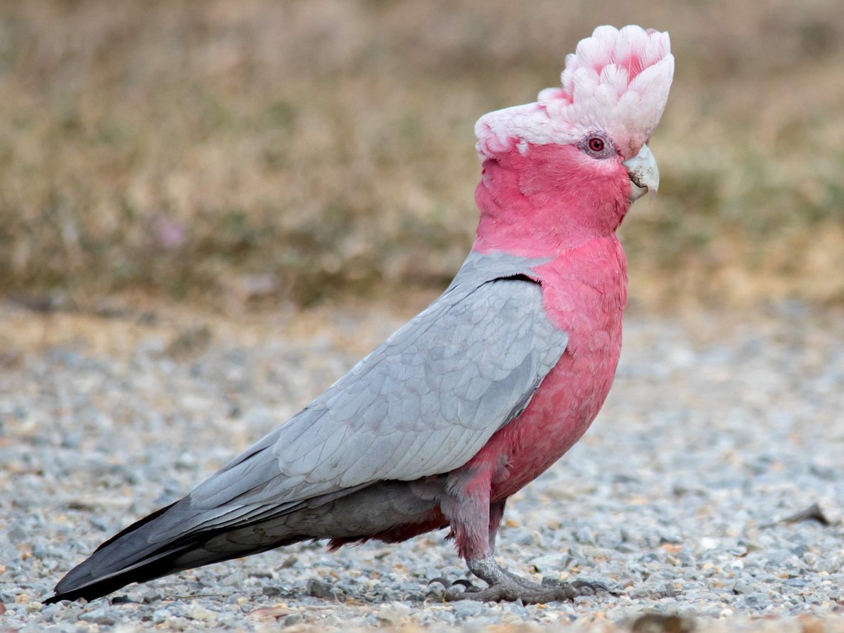 #6 galah, native to aussie. was mind-blown to realise they're actually just a pink cockatoo. wanted a cockatoo until i found out they live for up to 80 years so it'd be around long after i shuffle this mortal coil. parrots are fucking immortal/10