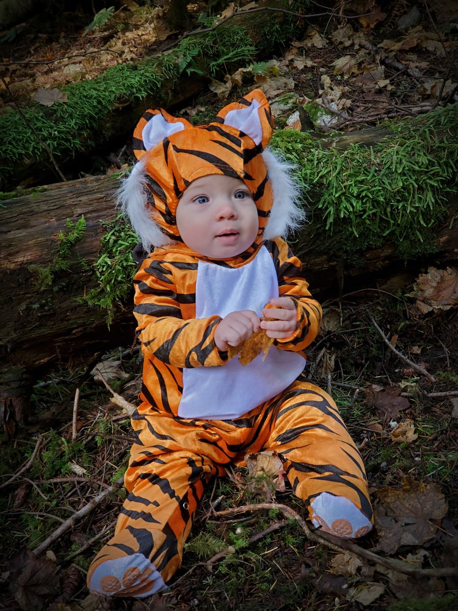 5cornerscreativ's tweet photo. @TheBloggess It's my son's first Halloween so we dressed him up as a very fierce wee tiger and drove around to wave at family members from a distance. So we're virtually waving at you too! (Well I'm waving, he's growling adorably) https://t.co/JZiBHmBrmi