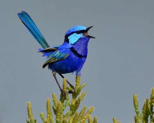 #7 equal, the SPLENDID fairywren and the SUPERB fairywren, both native to aussie. hilarious that someone was just trying to come up with synonyms for 'this bird is lit'. the female fairywrens do not get to look this dope, sadly. :( inequality/10