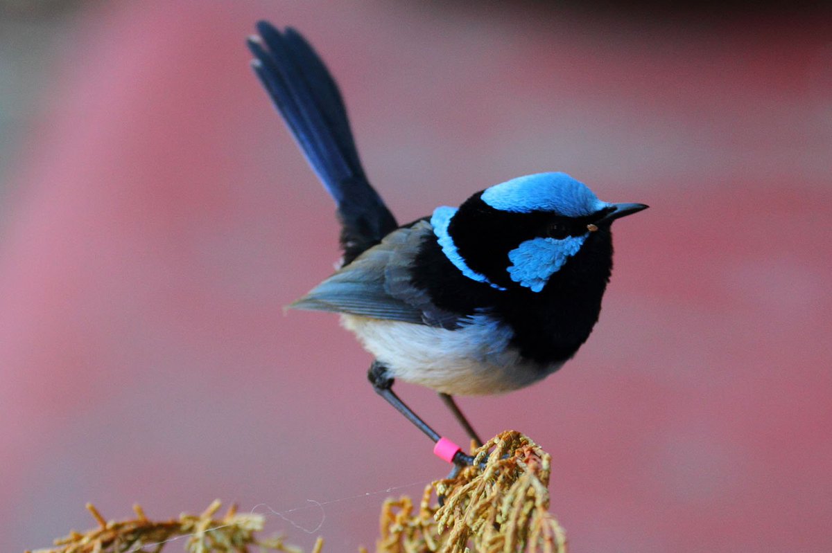 #7 equal, the SPLENDID fairywren and the SUPERB fairywren, both native to aussie. hilarious that someone was just trying to come up with synonyms for 'this bird is lit'. the female fairywrens do not get to look this dope, sadly. :( inequality/10