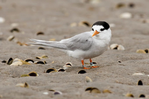 #8 tara iti (fairy tern), native to nz. arguably one of nz's rarest breeding birds. one of my favourites actually - they're gorgeous tiny babies, but have had their breeding grounds threatened by SUVs/dogs as they nest in beach sand. protect them/10