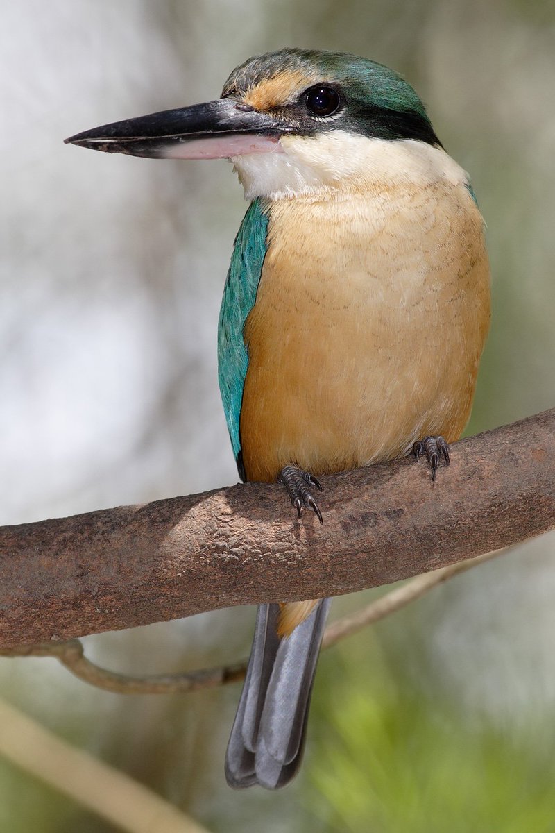 #10 in the interests of furthering diplomacy between our nations, the sacred kingfisher or kotare, found in both aussie, nz and other west pacific nations. the bird that turns up to a movie marathon night overdressed. shops at forever new/10