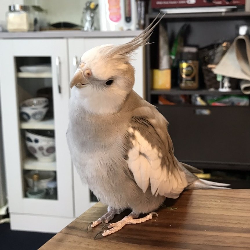 鱗音 Scaletone 鳥担当に教わって羽標本の作り方を教わっています 並べて重ねてみると すごい 翼になった 感動 ちなみにうちのオカメインコのみなみ君の抜け羽で作っていますよ 虫担当 鱗音 Scaletone 鳥担当に教わって羽標本の作り方を教わっています 並べて重ねてみると すごい 翼になった 感動 ちなみにうちのオカメインコのみなみ君の抜け羽で作っていますよ 虫担当