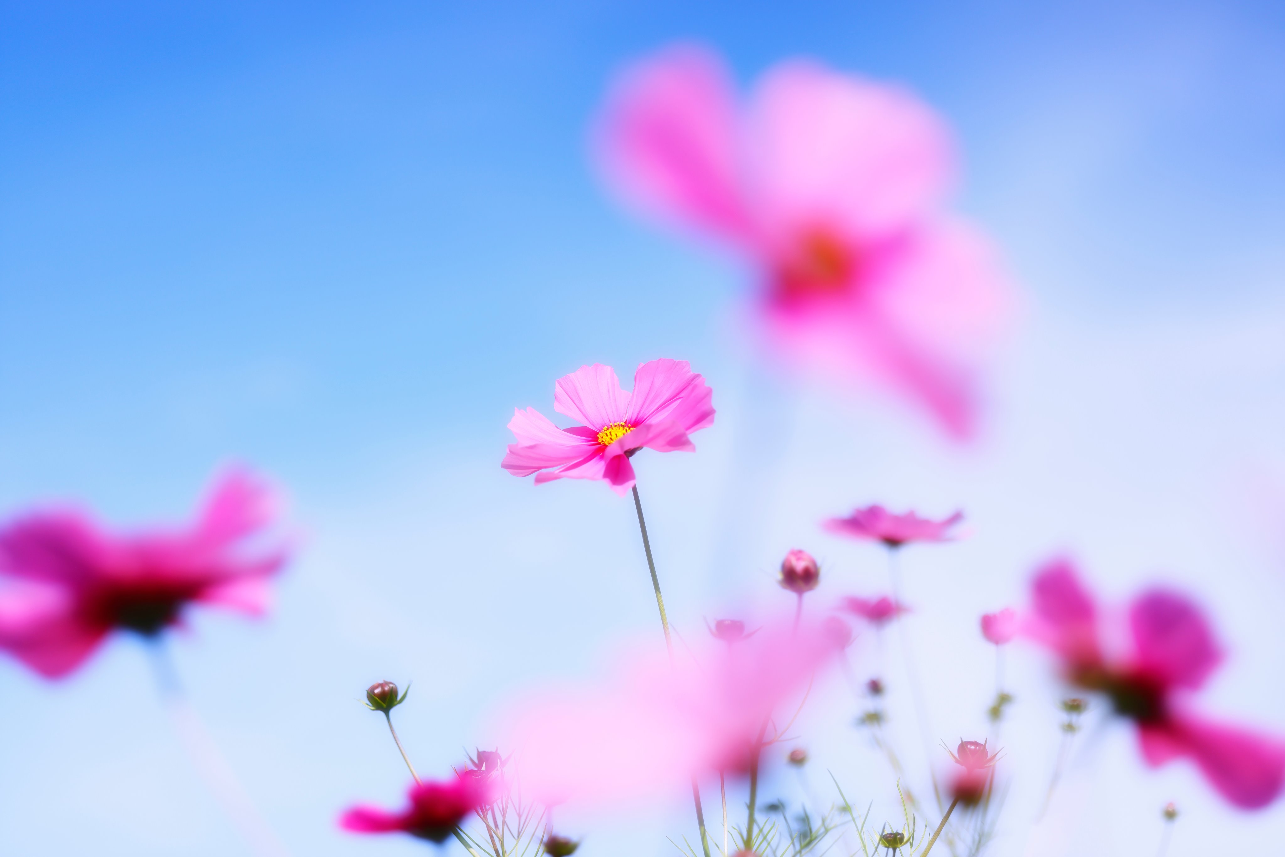 تويتر Yoshifumi Tada على تويتر 空と秋桜 風景写真 秋桜 コスモス 空 写真好きな人と繋がりたい Canon Eosr5 Rf700 T Co S24nwrxevs