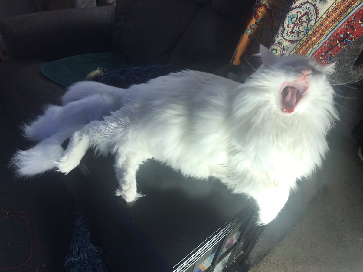 ThurstonWaffles's tweet photo. Thurston went as a catsune for Halloween 😼🦊 https://t.co/EUpzNnB5EL