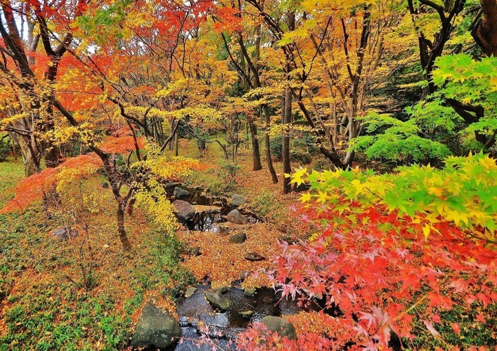 fashionpressnet's tweet photo. 東京都内・千代田区の紅葉おすすめの名所6選 - 日比谷公園や靖国神社が秋の彩りに - https://t.co/q0LzS0xRjW https://t.co/QYA4ssaaU7