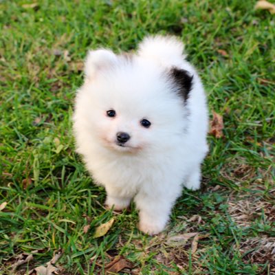 Pomeranian Problems tweet media