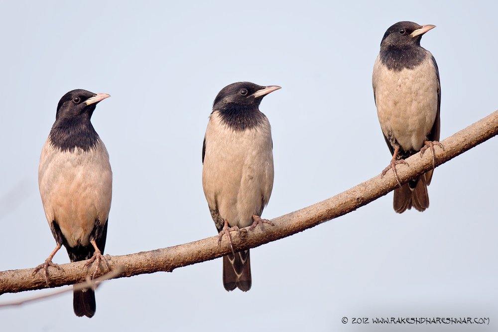 Here is a trio of #RosyStarling to celebrate #SongbirdSunday sounds these beautiful birds make to keep our spirits uplifted. #IndiAves #ThePhotoHour #birds #birdwatching #birdphotography #birding #NaturePhotography #BBCWildlifePOTD #TwitterNatureCommunity @ParveenKaswan @Avibase