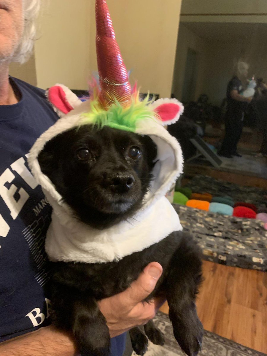 Dear friends, 

Rumi, brother Mishka &amp; Family want to wish everyone a safe and happy Halloween!🎃👻

Rumi is doing well as is brother Mishka!

We really hope to be on here more often. You all gave us so much love &amp; support when we needed it most!

We love &amp; miss you all! 🐶🐾💕