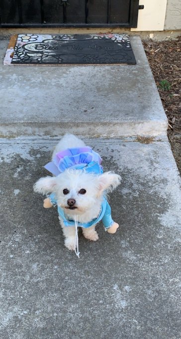 The Best Dog Daughter in the World Findom Mommy and her princess!!! Femdom dogoftheday costume findomme