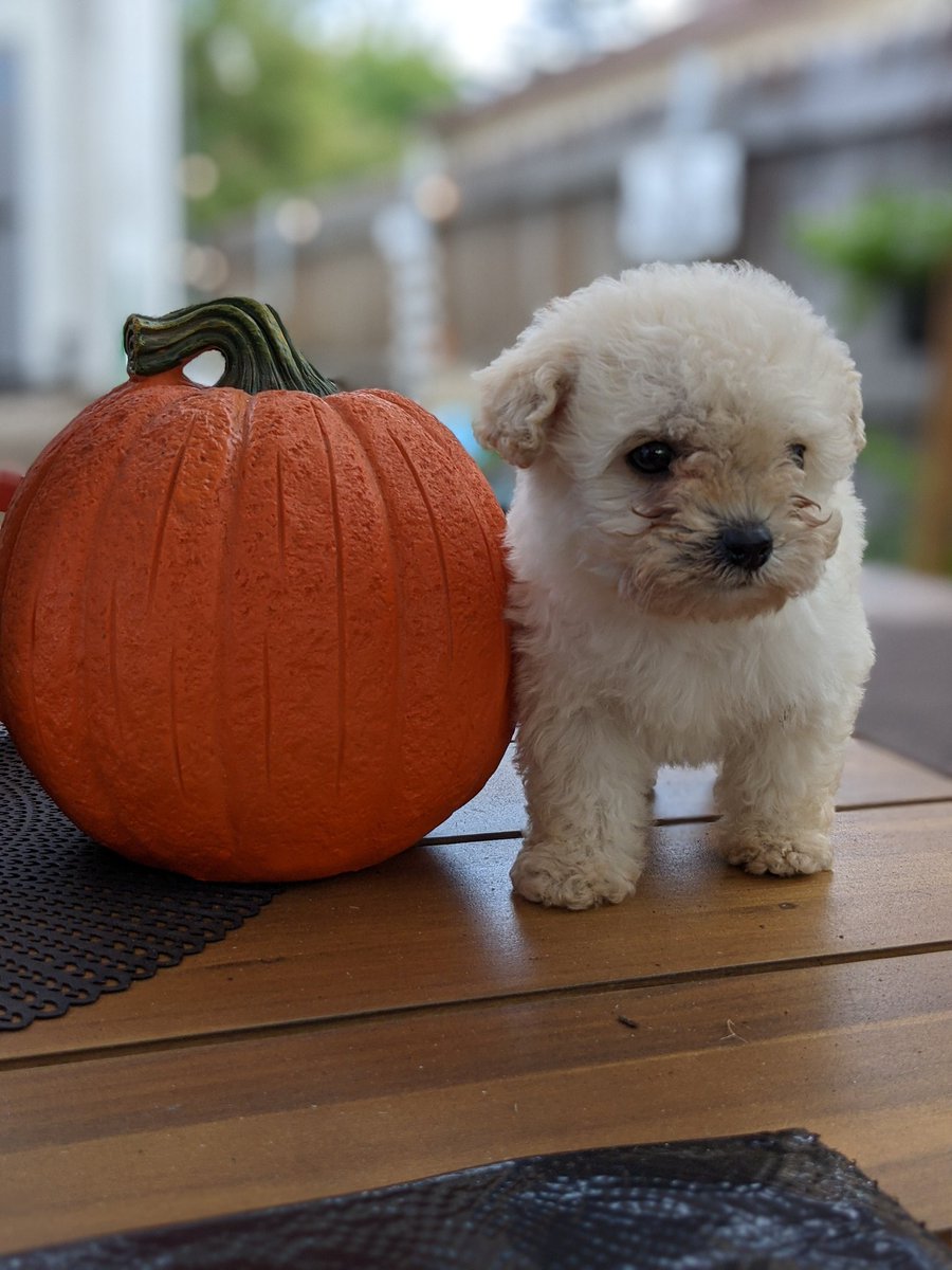 MartinRFernand2's tweet image. Trick or treat?