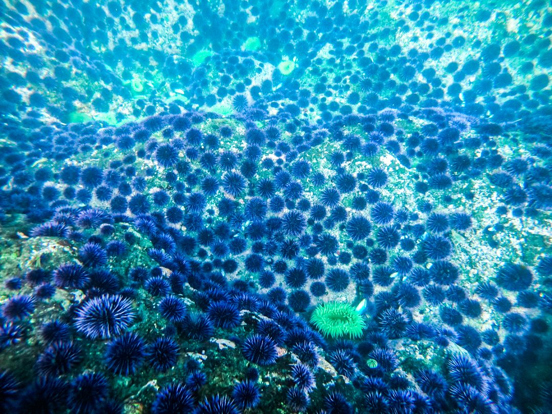 Know what's spooky? Urchin barrens where bull kelp beds used to be. After eating all the kelp, urchins go into a state of torpor, ready to awaken at the first whiff of fresh kelp...like zombie urchins - baby bull kelps don't stand a chance! 🧟‍♂️🧟‍♂️🧟‍♂️🧟‍♂️🧟‍♂️🌱🧟‍♂️🧟‍♂️🧟‍♂️🧟‍♂️🧟‍♂️ Happy Halloween!