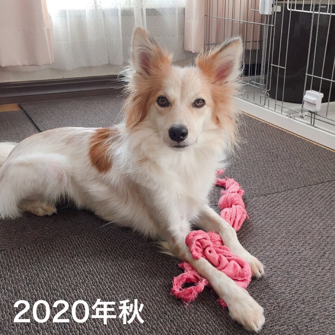 雑種犬はいいぞ すべての犬はいいぞ Nini5094 Twitter