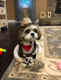 pvhsPAW's tweet photo. Congrats to Nicole Massey, Luca Focella, and Paige Gorman for having the pets with the best costumes !!!! Happy Halloween! 👻🕷️ https://t.co/Y3dFQh4MEg