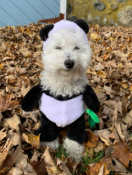 pvhsPAW's tweet photo. Congrats to Nicole Massey, Luca Focella, and Paige Gorman for having the pets with the best costumes !!!! Happy Halloween! 👻🕷️ https://t.co/Y3dFQh4MEg