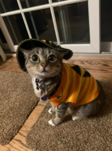 pvhsPAW's tweet photo. Congrats to Nicole Massey, Luca Focella, and Paige Gorman for having the pets with the best costumes !!!! Happy Halloween! 👻🕷️ https://t.co/Y3dFQh4MEg