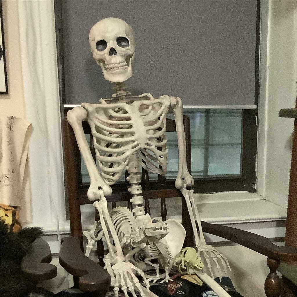 petenicholls_'s tweet photo. Meet #SkeletonSteve. We don't keep our #skeleton in a closet. We keep him in the living room year-round! #HappyHalloween everyone! https://t.co/gYzw2xnPxP