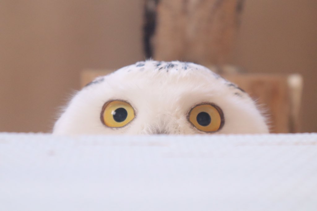 いけふくろうカフェowlcafe Ikefukuroucafe Twitter いけふくろうカフェowlcafe Ikefukuroucafe Twitter