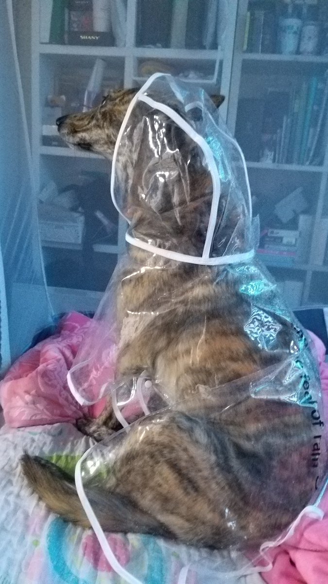 우비입고 산책후에 언니방 무단침입!!!